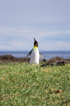 pinguim rey