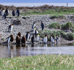pinguin rey © Bruno