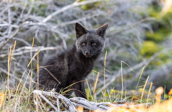 Red fox kit, silver colour phase. 