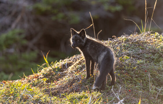 Red fox kit, silver colour phase. 