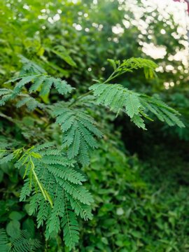 Close up of green bipinnate leaves of river tamarind tree in nature