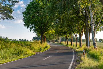 Fototapeta premium Scenic country way and spring nature. Rural road through alley. Rural way to village in countryside. Road in countryside. Country road with trees. Country road to village