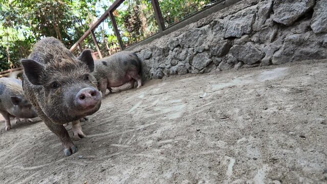 Curious pig on dirt farm ground.