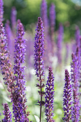 Fototapeta premium Purple aromatic avender bloom in nature. Composition of nature. Summer blooming flower. Blooming flower field. Field of lavender. Lavender flowers in summer. France Provence lavender field