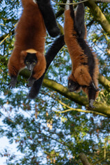 Naklejka premium Two red ruffed lemurs hanging upside down in a tree.