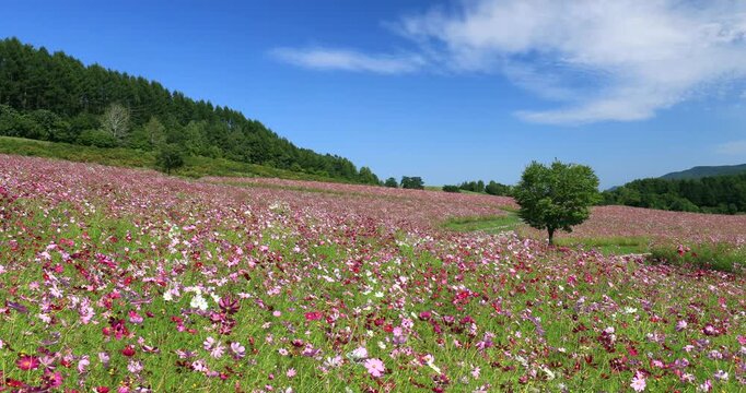 太陽の丘えんがる公園虹の広場コスモス園