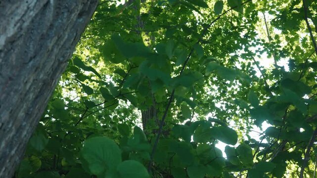 Sunlight filtering through the forest canopy, viewed upward past the thick trunks of broadleaf trees.
