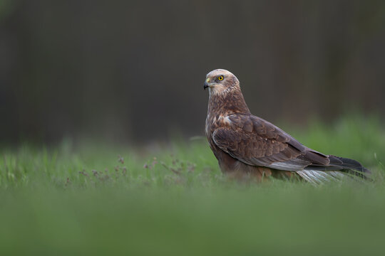 Western Marsh Harrier Resting in a Meadow