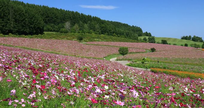 太陽の丘えんがる公園虹の広場コスモス園