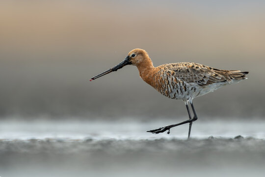 Black-tailed Godwit Foraging in Shallow Water