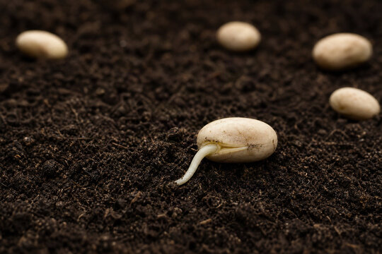 Germinating bean seed in premium macro showing first emerging root as a concept of growth, potential and new beginnings