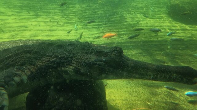 Gharial swimming underwater.