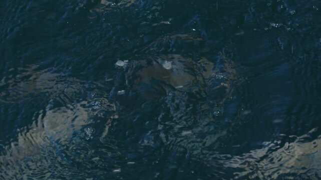 Underwater view of the fish feeding in the sea