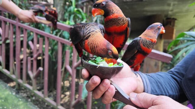 Parrots feeding from human hand.