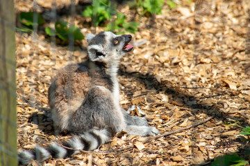 Naklejka premium Young Ring Tailed Lemur in a Roadside Zoo