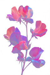 Obraz premium Pink and purple sweet pea flowers PNG on transparent background
