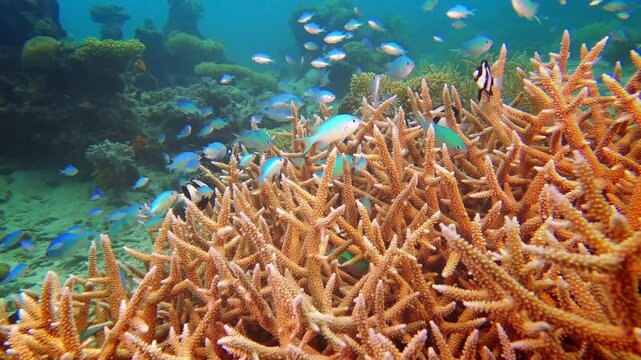 Blue damselfish and other vibrant reef fish are actively swimming through a healthy hard coral formation on Rainbow Reef, showcasing thriving marine life in a tropical underwater ecosystem