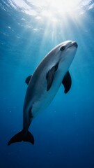 Obraz premium Dolphin swimming in ocean water beneath sunlight 