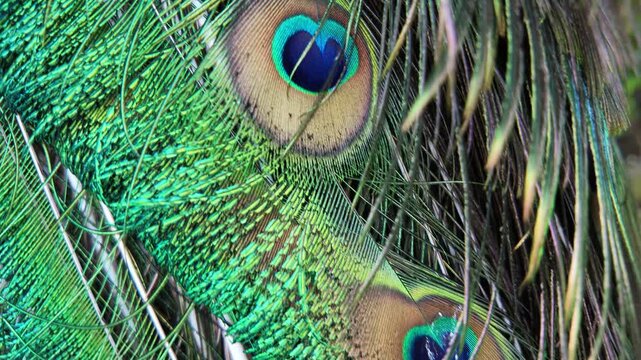 Peacock feather eye closeup.