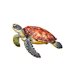 Obraz premium Green sea turtle swimming gracefully in clear water with white background