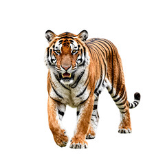 Fototapeta premium Tiger walking with mouth open and showing its teeth on a white background