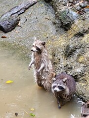 Raccoon © vouvraysan