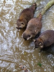 Raccoon © vouvraysan