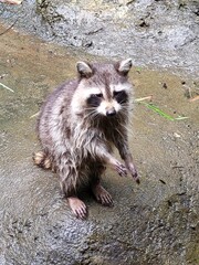 Raccoon © vouvraysan