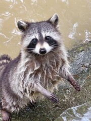 Raccoon © vouvraysan