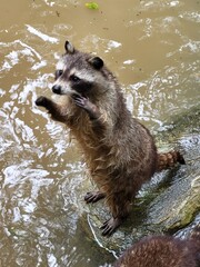 Raccoon © vouvraysan
