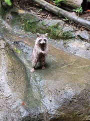 Raccoon © vouvraysan