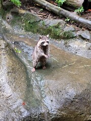 Raccoon © vouvraysan