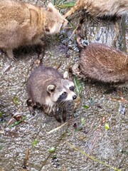 Raccoon © vouvraysan