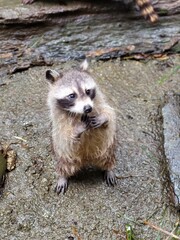 Raccoon © vouvraysan