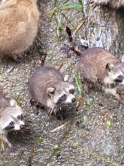 Raccoon © vouvraysan