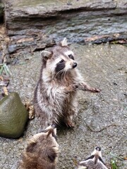 Raccoon © vouvraysan
