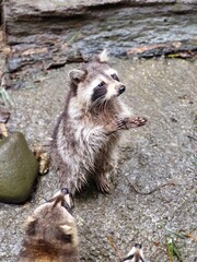Raccoon © vouvraysan
