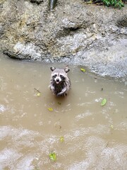 Raccoon © vouvraysan