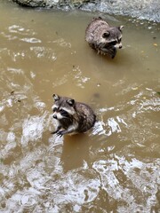 Raccoon © vouvraysan
