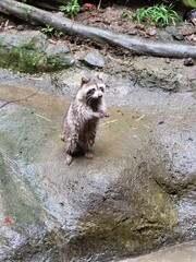 Raccoon © vouvraysan
