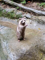 Raccoon © vouvraysan