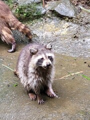 Raccoon © vouvraysan