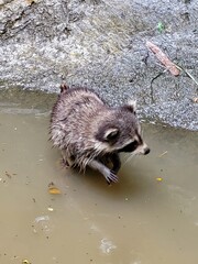 Raccoon © vouvraysan