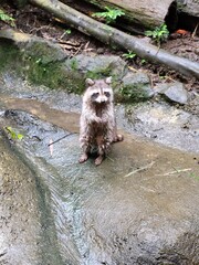 Raccoon © vouvraysan