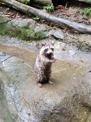 Raccoon © vouvraysan