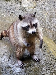 Raccoon © vouvraysan