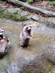 Raccoon © vouvraysan