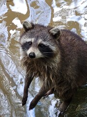 Raccoon © vouvraysan