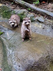 Raccoon © vouvraysan