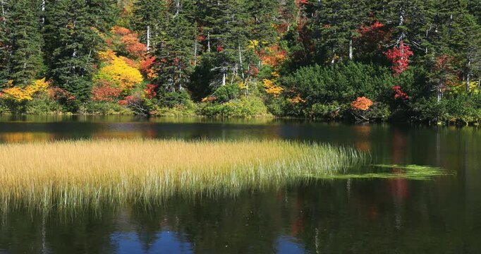 紅葉の高原温泉の緑沼